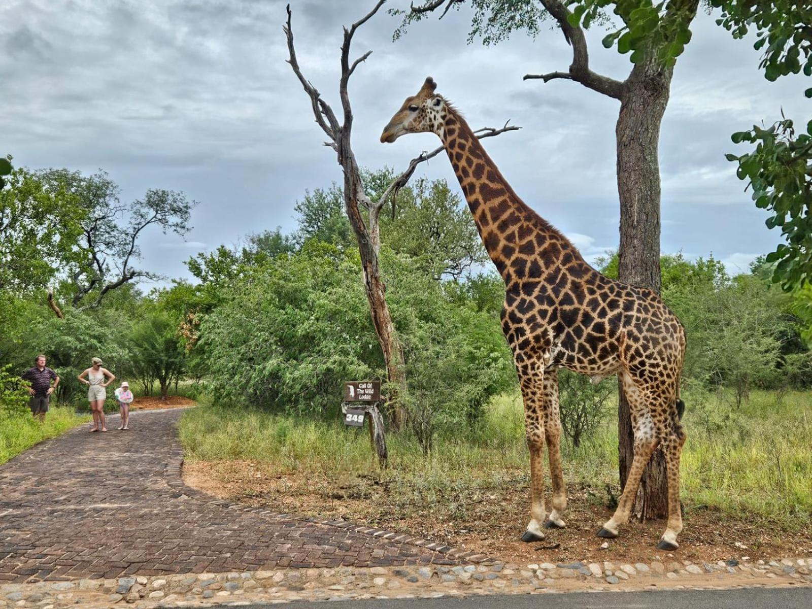 Call Of The Wild Lodge Hoedspruit Esterno foto