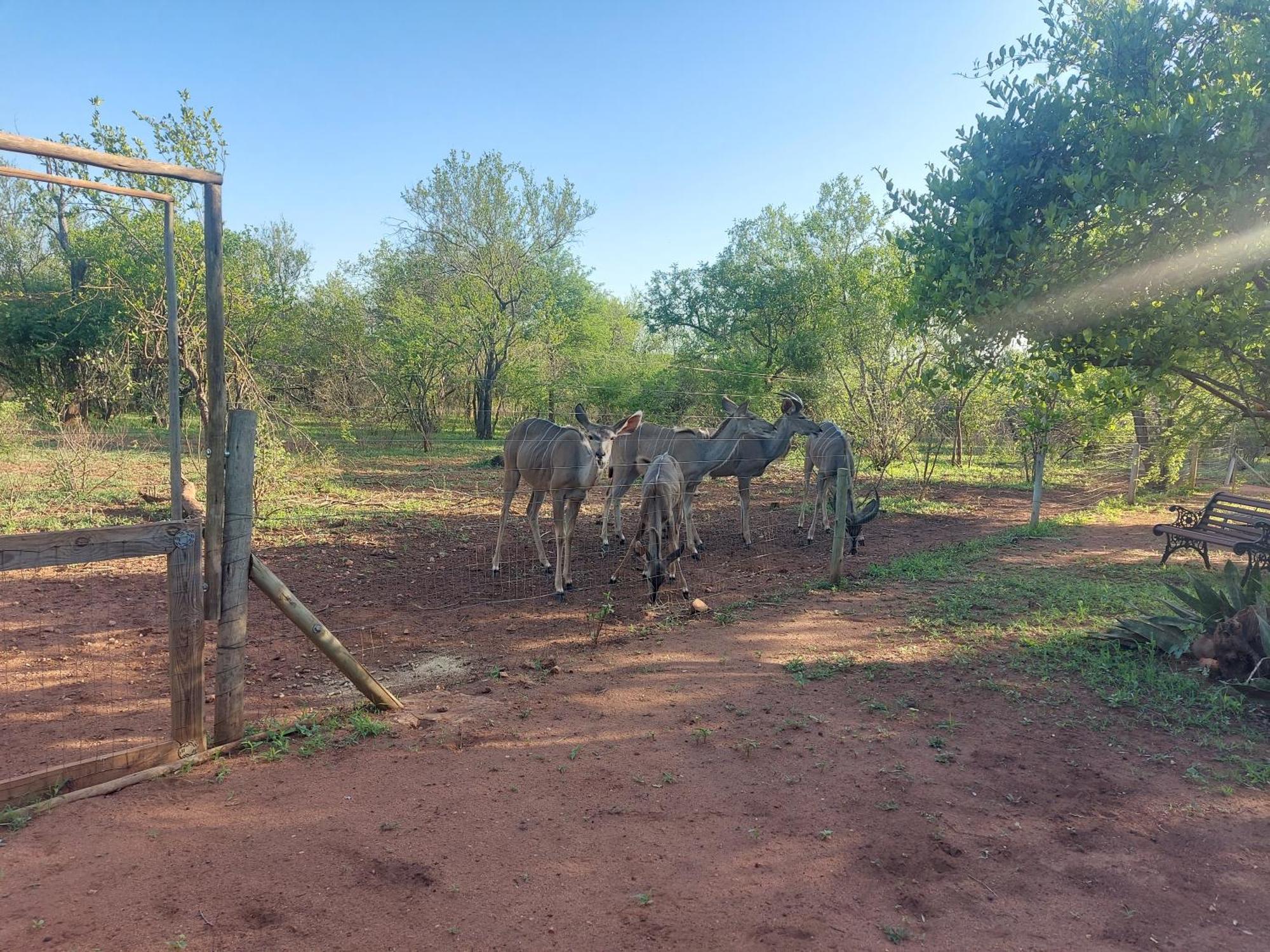 Call Of The Wild Lodge Hoedspruit Esterno foto