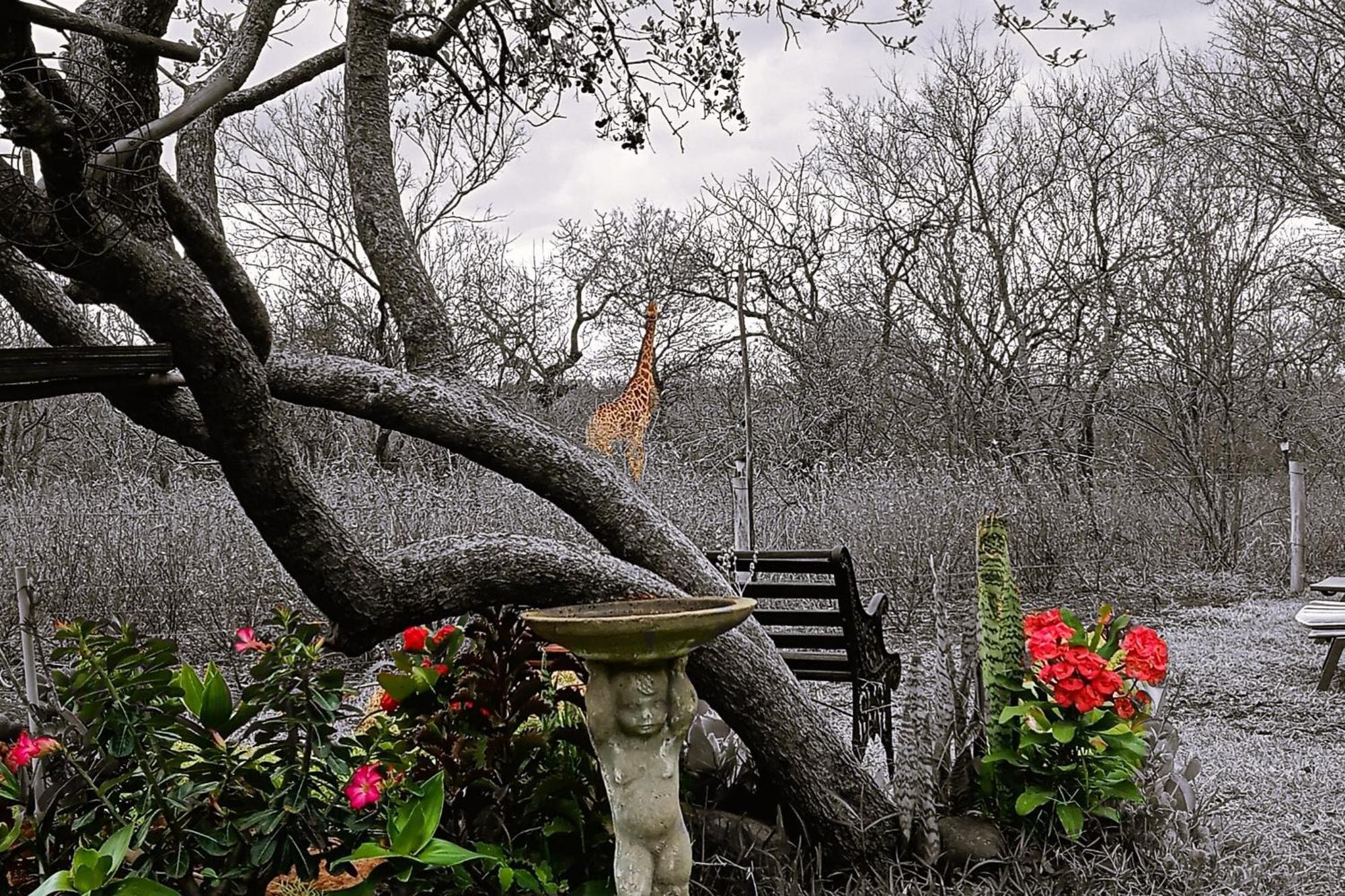 Call Of The Wild Lodge Hoedspruit Esterno foto